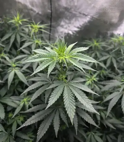 Runtz Triploid feminized seeds
