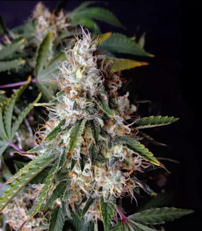 Smoothie Auto (Fast Buds)
