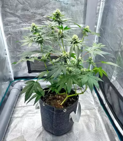 Super Boof Auto Seeds