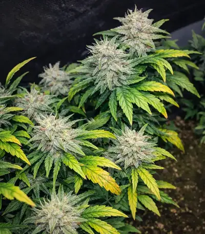 Super Mutant Mass (Critical Mass Collective Seeds)