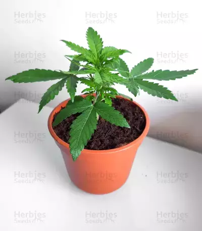 Super Orange Haze Auto Feminized Seeds (Mephisto Genetics)