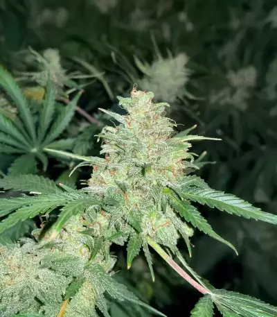 Super Sangria Skunk Seeds (Seedkeepers)