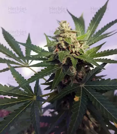 Tangie Regular seeds