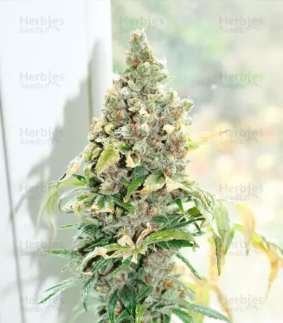 Tropicanna Poison F1 Fast Version Feminized Seeds (Sweet Seeds)