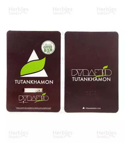 Tutankhamon (King Tut) feminized seeds