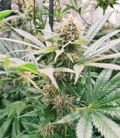Watermelon Z (Barney's Farm)