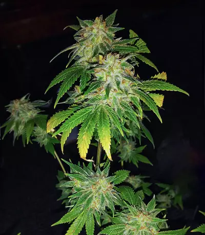 Semillas Feminizadas WiFi Kush (AlphaFem Seeds)
