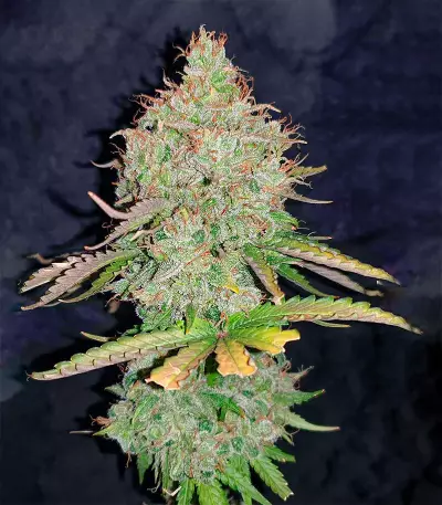 OG Kush Autoflower (Herbies Seeds)