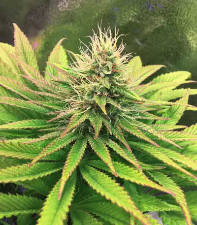 Tatanka Pure CBD feminized seeds (Royal Queen Seeds)