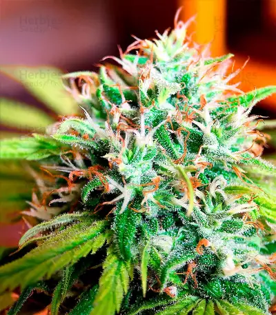 Jack Herer (Herbies Seeds)