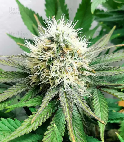 Big Bud Fast Version (Herbies Seeds)