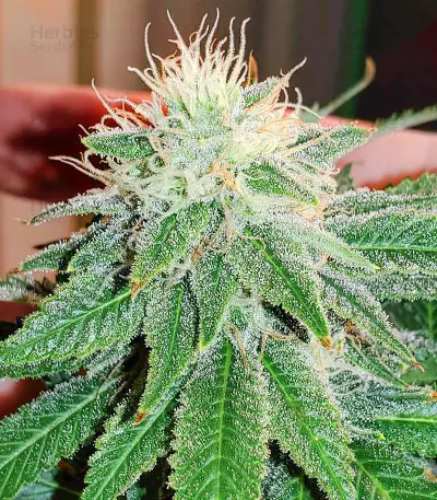 White Widow Fast Version (Herbies Seeds)