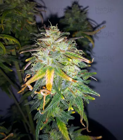 Original Auto AK Seeds