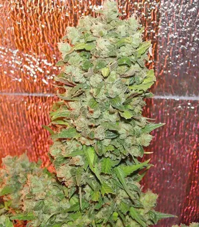 Mexican Airlines Auto (Fast Buds)
