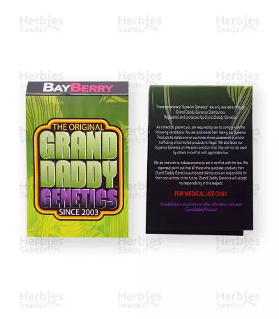 Bay Berry regular (Grand Daddy Purp) Cannabis-Samen