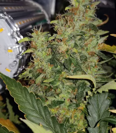 Blueberry 420 Auto Seeds