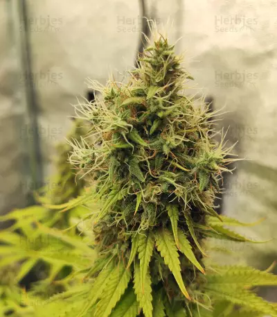 Graines de cannabis CBD Blue Shark (Barney's Farm)