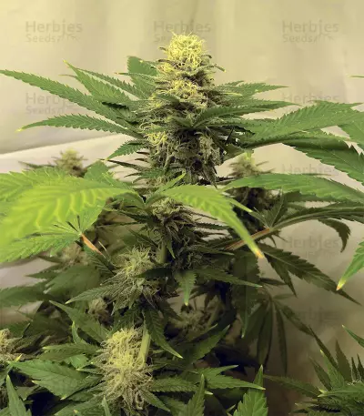 Semi femminizzati Critical Super Silver Haze