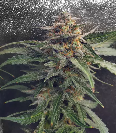 Girl Scout Cookies Seeds (Garden of Green)