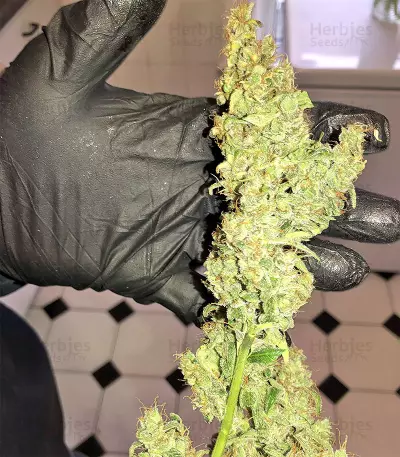 Gnasha (Big Head Seeds)