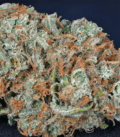 Gnasha (Big Head Seeds)