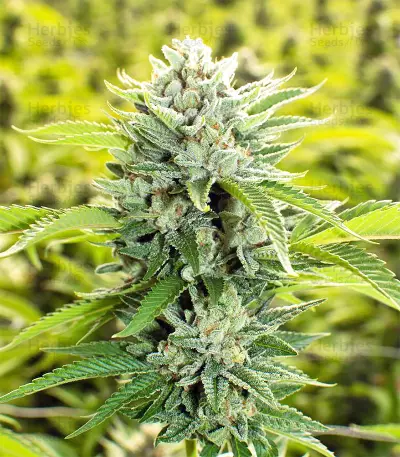 Josh D OG Seeds
