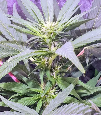 Julies Cookies Seeds