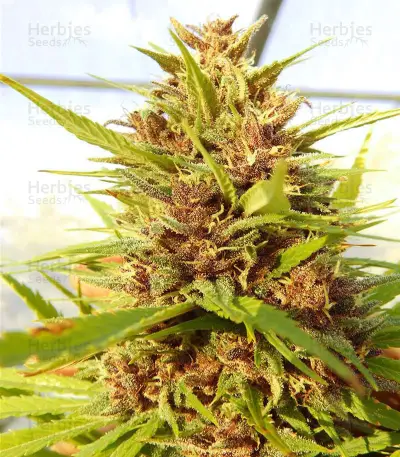Malawi x PCK (Ace Seeds)