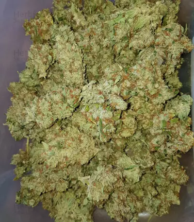 Semi femminizzati NYC Diesel