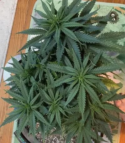 Northern Light x Big Bud Early Harvest feminized seeds