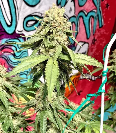 Northern Lights Seeds (Sensi Seeds)