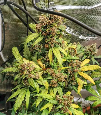 Original Auto BubbleGum Seeds