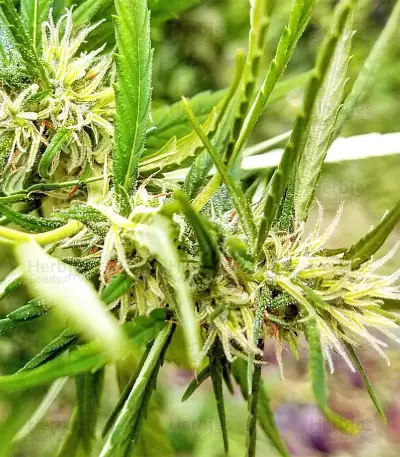 Graines de cannabis Panama Haze (Ace Seeds)