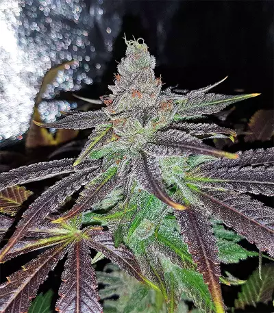 Semi femminizzati di Pineapple