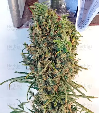 Rockbud feminized seeds