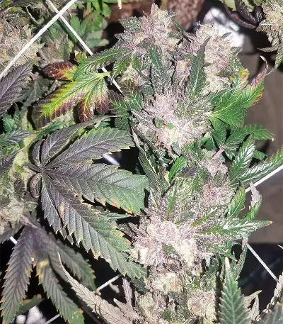 Sherbet (Seedstockers)