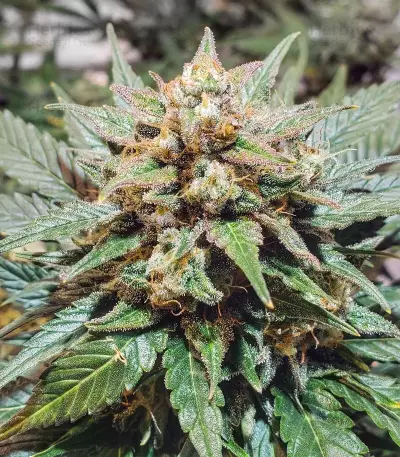 Semi femminizzati Sour Blues Auto