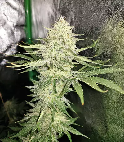 Sour Kosher (DNA Genetics)