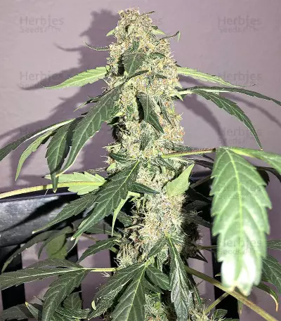 Super Auto Lemon Haze (Original Sensible Seeds)