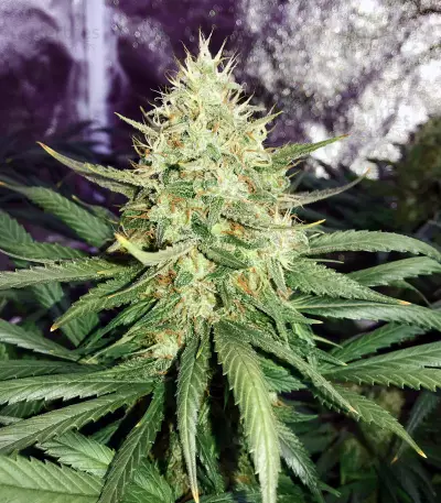 Graines de cannabis White Lavender (G13 Labs)