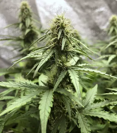 White Widow Autoflowering CBD feminized seeds