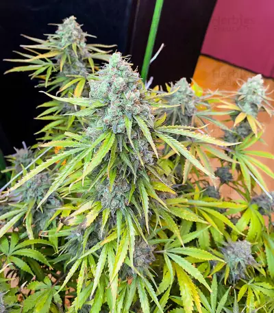 AK 47 Fast Version Feminized Seeds (EGS)