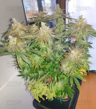Bay Burger Seeds (Delicious Seeds)