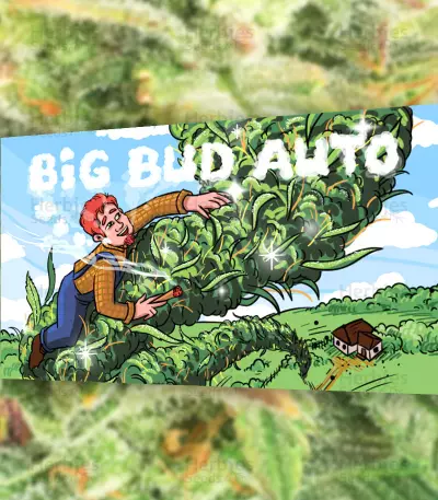 Graines féminisées de Big Bud Auto (Herbies Seeds)