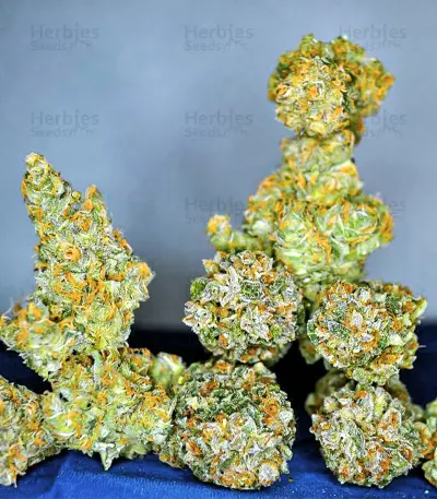 Blackberry Moonrocks Seeds (AlphaFem Seeds)