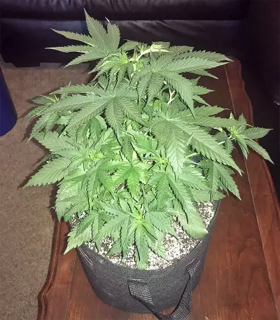 Blue Cheese Automatic cannabis strain