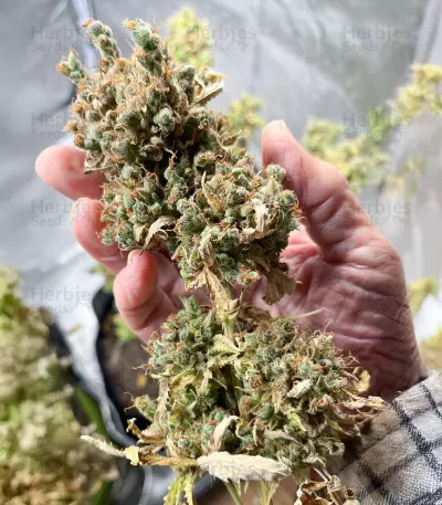 Blue Dream Autoflower Feminized Seeds (Seedkeepers)