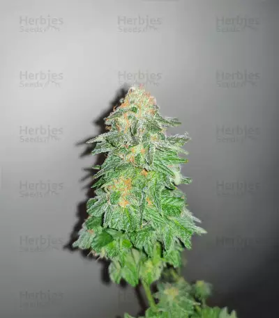 Blue Dream Haze (Cali Connection Seeds)