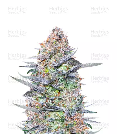 Buddha Kush OG feminized seeds