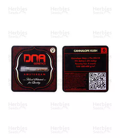 Graines de cannabis Cannalope Kush (DNA Genetics)